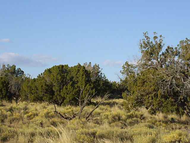 St-johns Az 85936 Ranch St. Johns, AZ 85936 - Photo 2 of 4