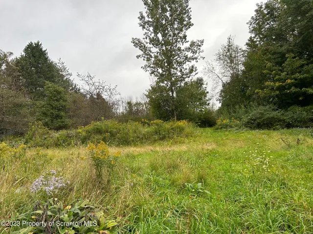 a view of a forest with a trees