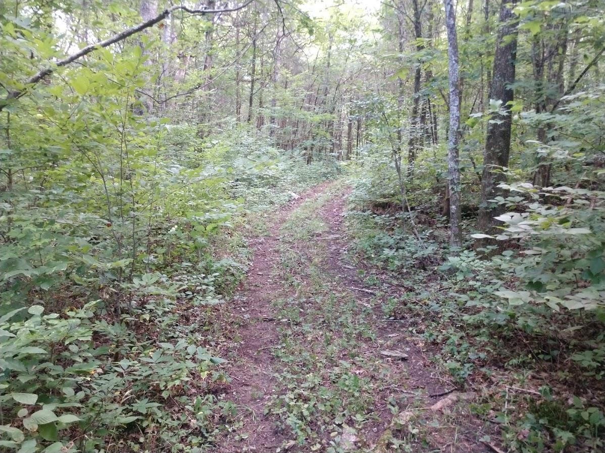 2366 Tracy Road Watertown, TN 37184 - Photo 16 of 25 a view of a yard with a trees