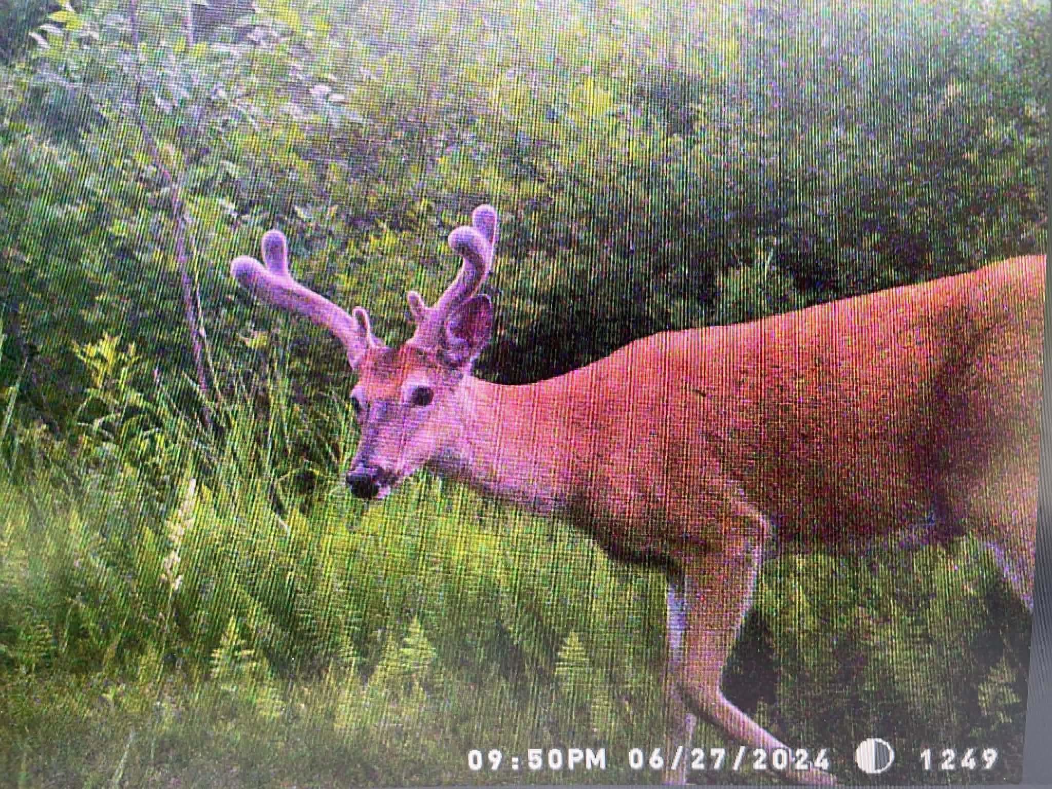 4145 West Shearer Road Coleman, MI 48618 - Photo 31 of 35