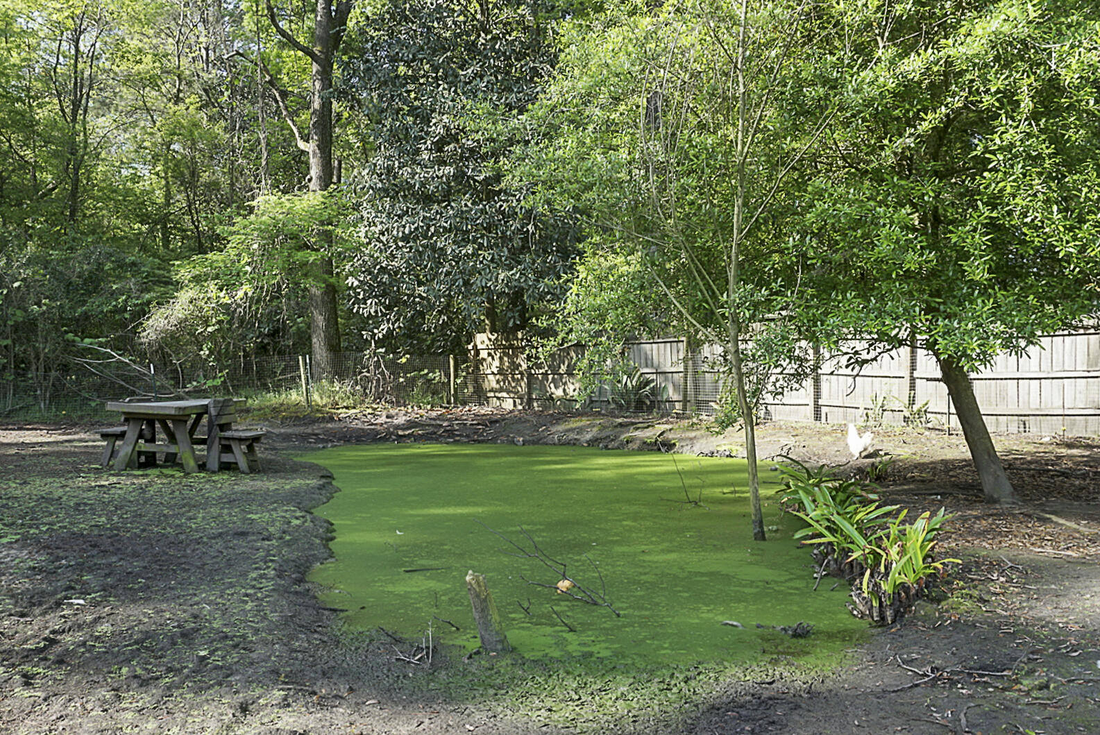 1063 Hard Pinch Road Moncks Corner, SC 29461 - Photo 12 of 64 DSC02281