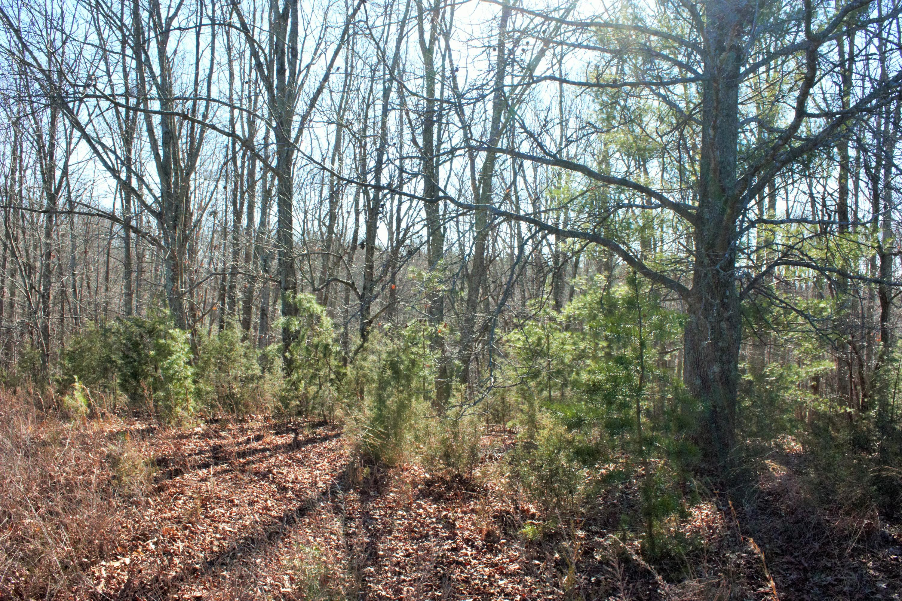 0 Old Ridge Drive Hardy, VA 24101 - Photo 13 of 17 IMG_6460