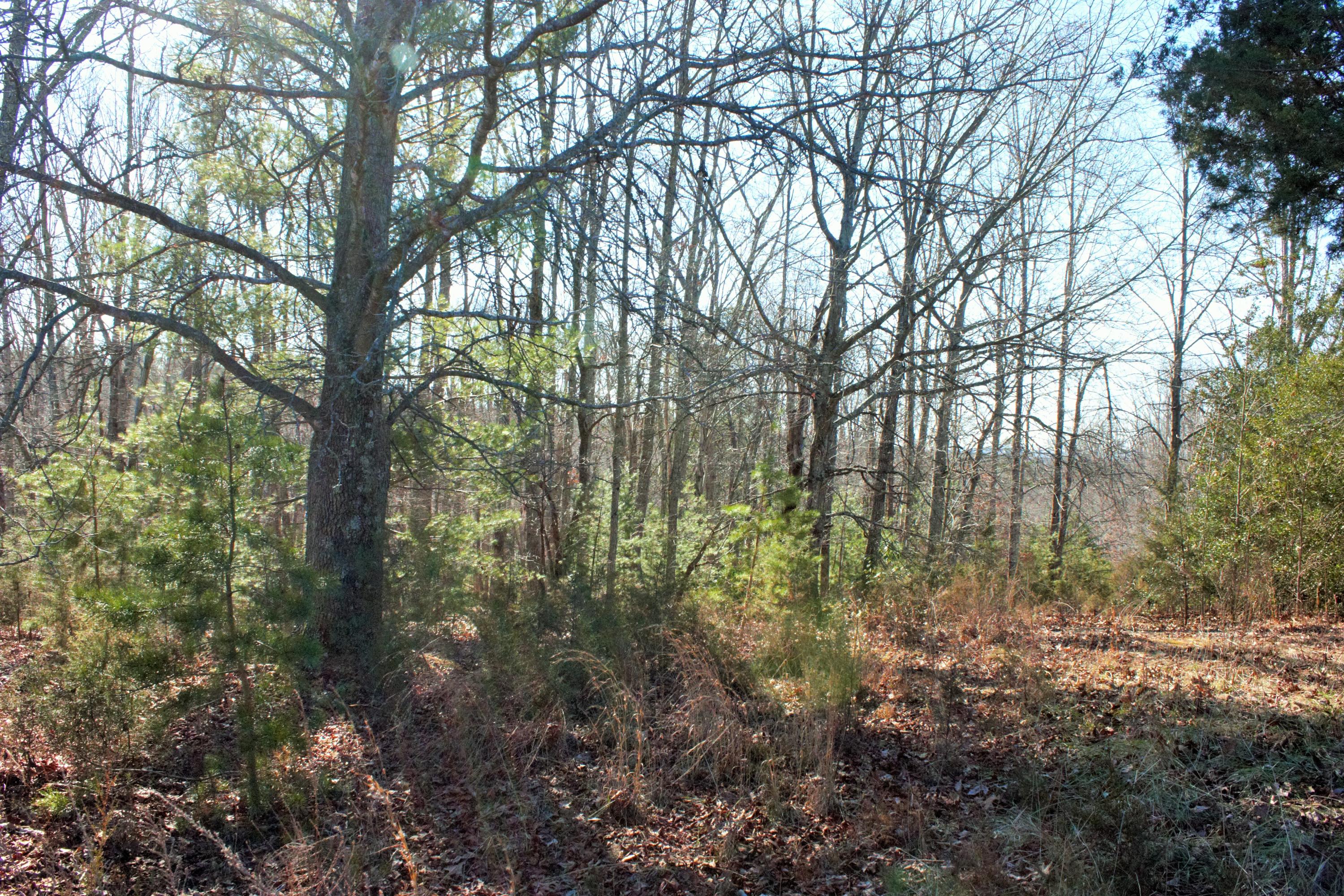 0 Old Ridge Drive Hardy, VA 24101 - Photo 14 of 17 IMG_6461