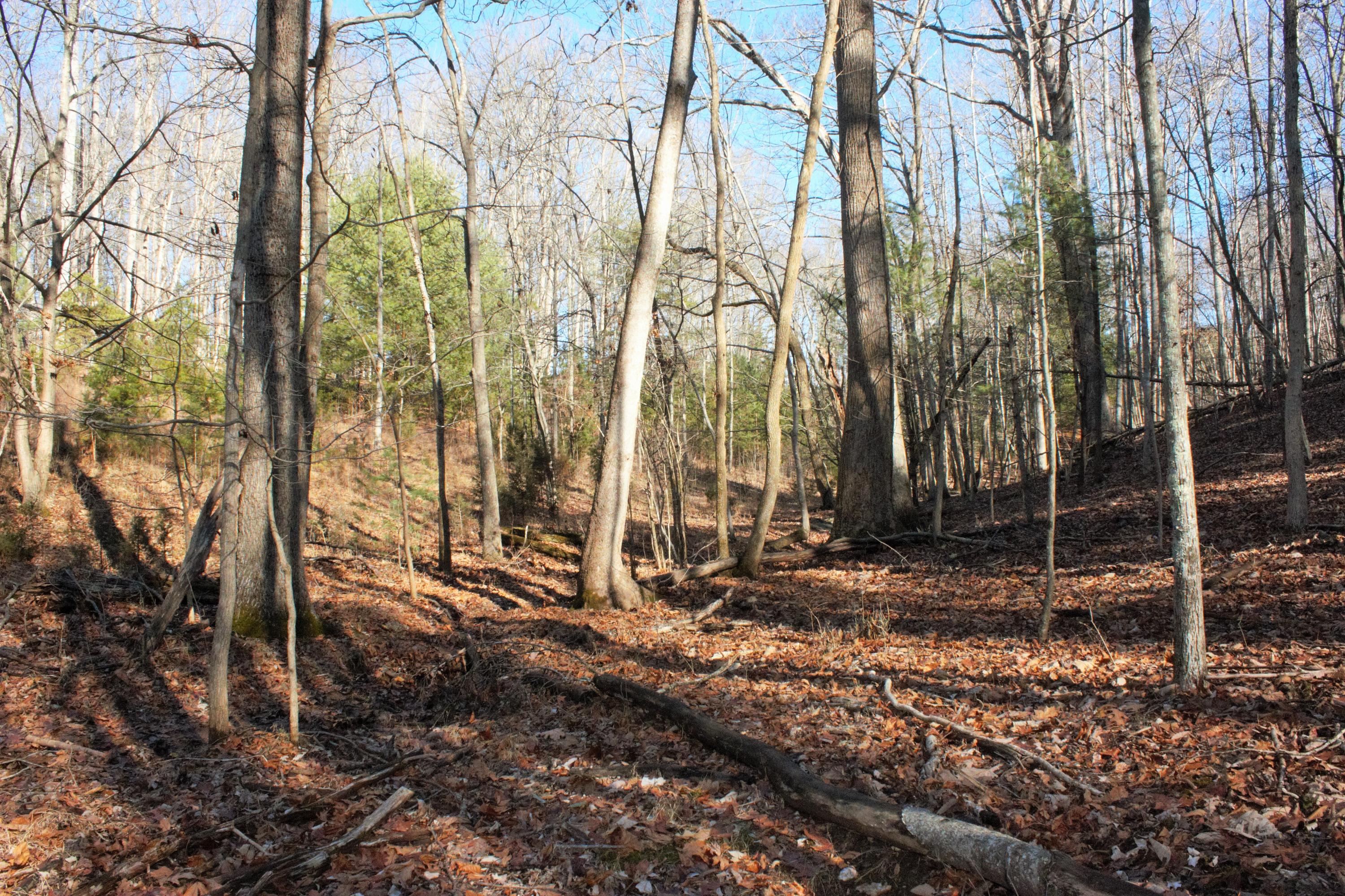 0 Old Ridge Drive Hardy, VA 24101 - Photo 3 of 17 IMG_6449