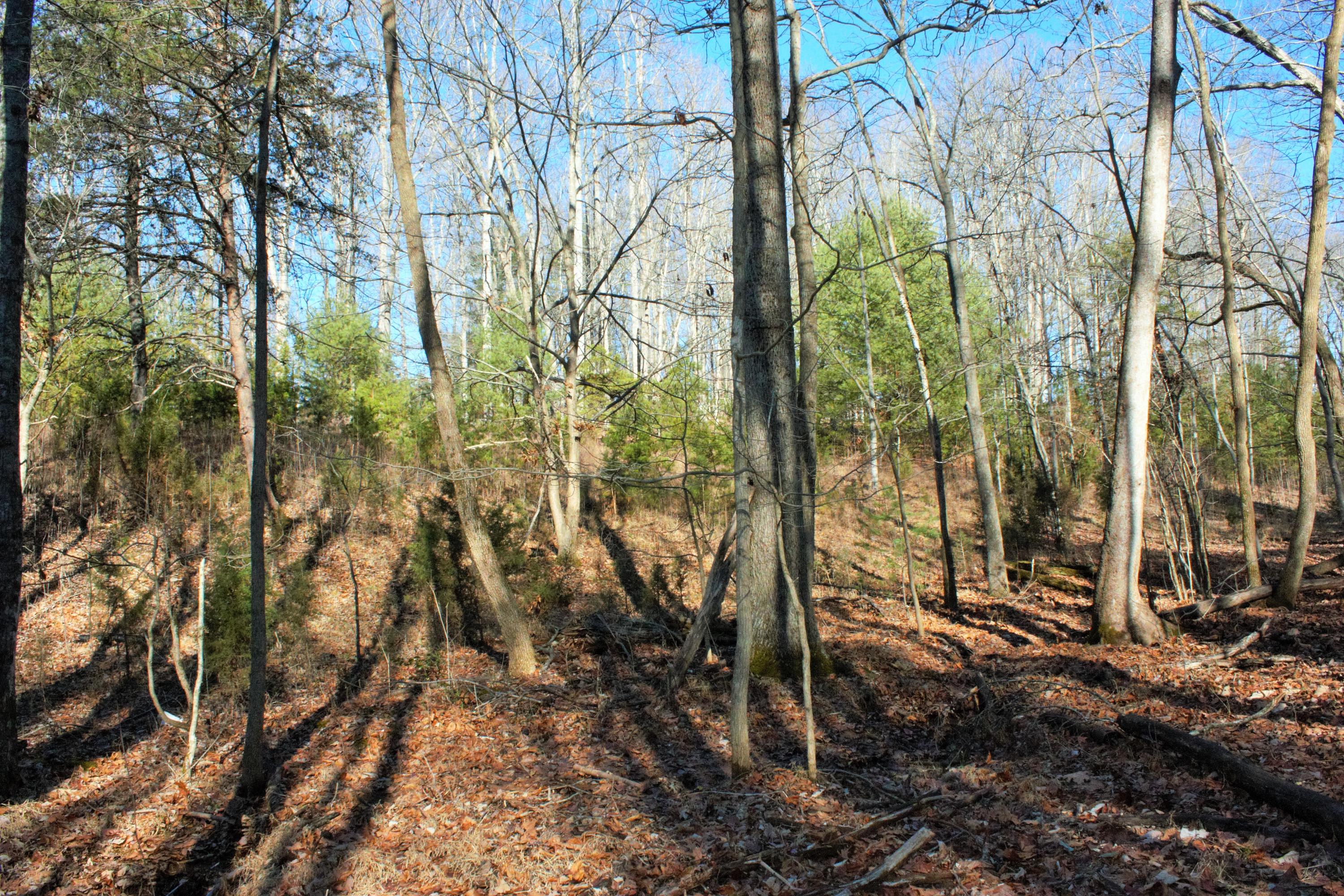 0 Old Ridge Drive Hardy, VA 24101 - Photo 4 of 17 IMG_6450