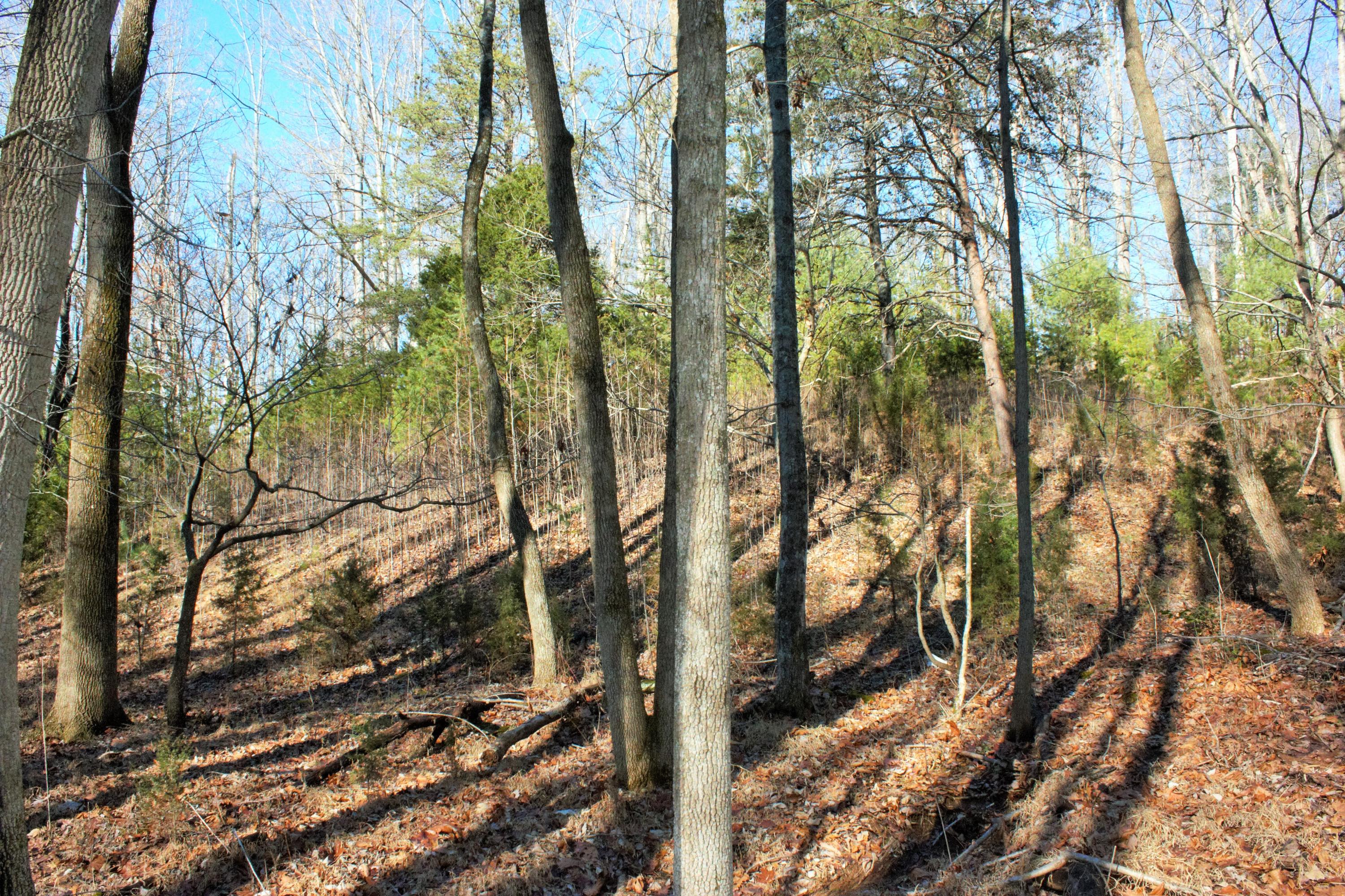 0 Old Ridge Drive Hardy, VA 24101 - Photo 5 of 17 IMG_6451