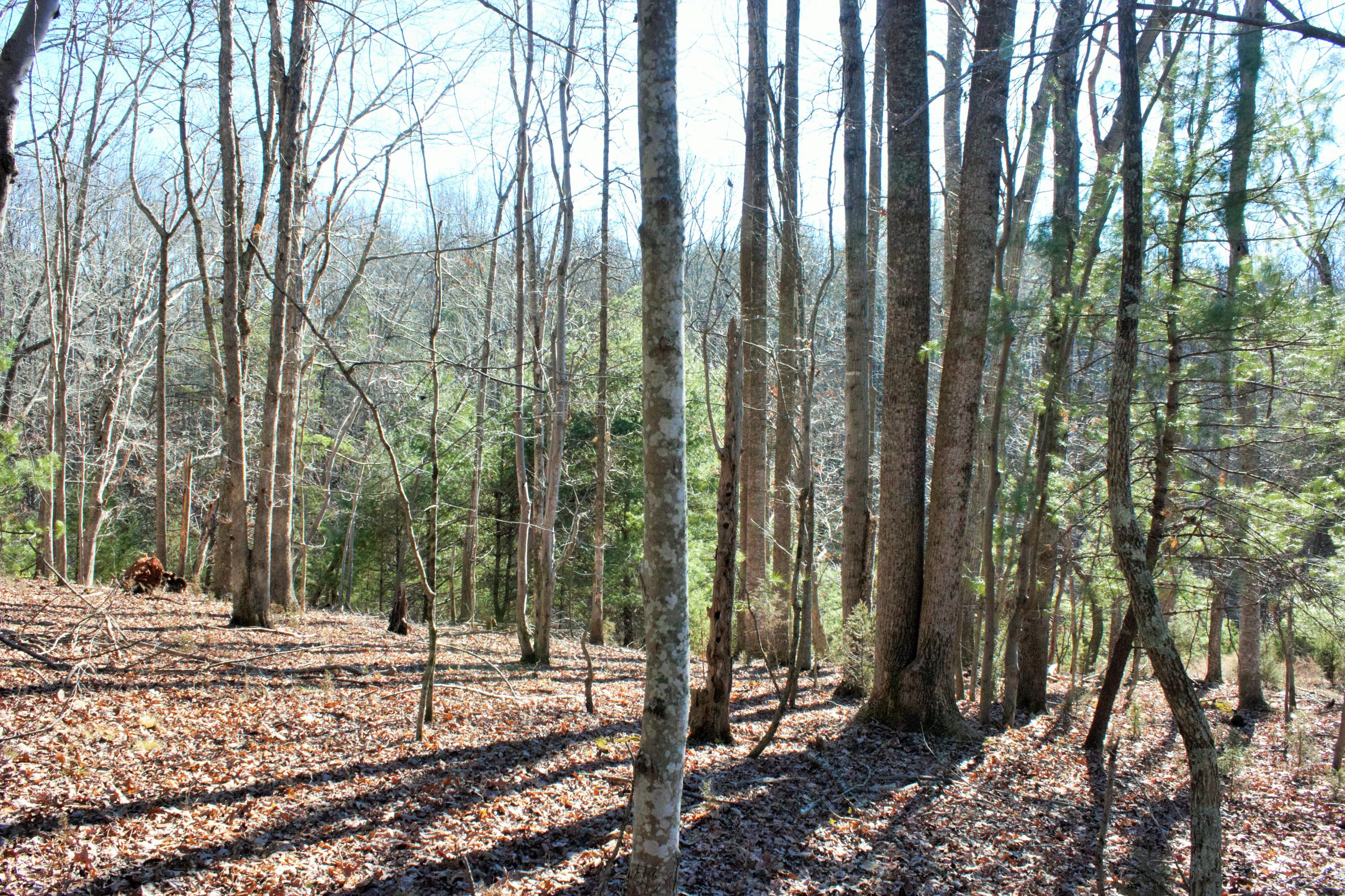 0 Old Ridge Drive Hardy, VA 24101 - Photo 10 of 17 IMG_6457