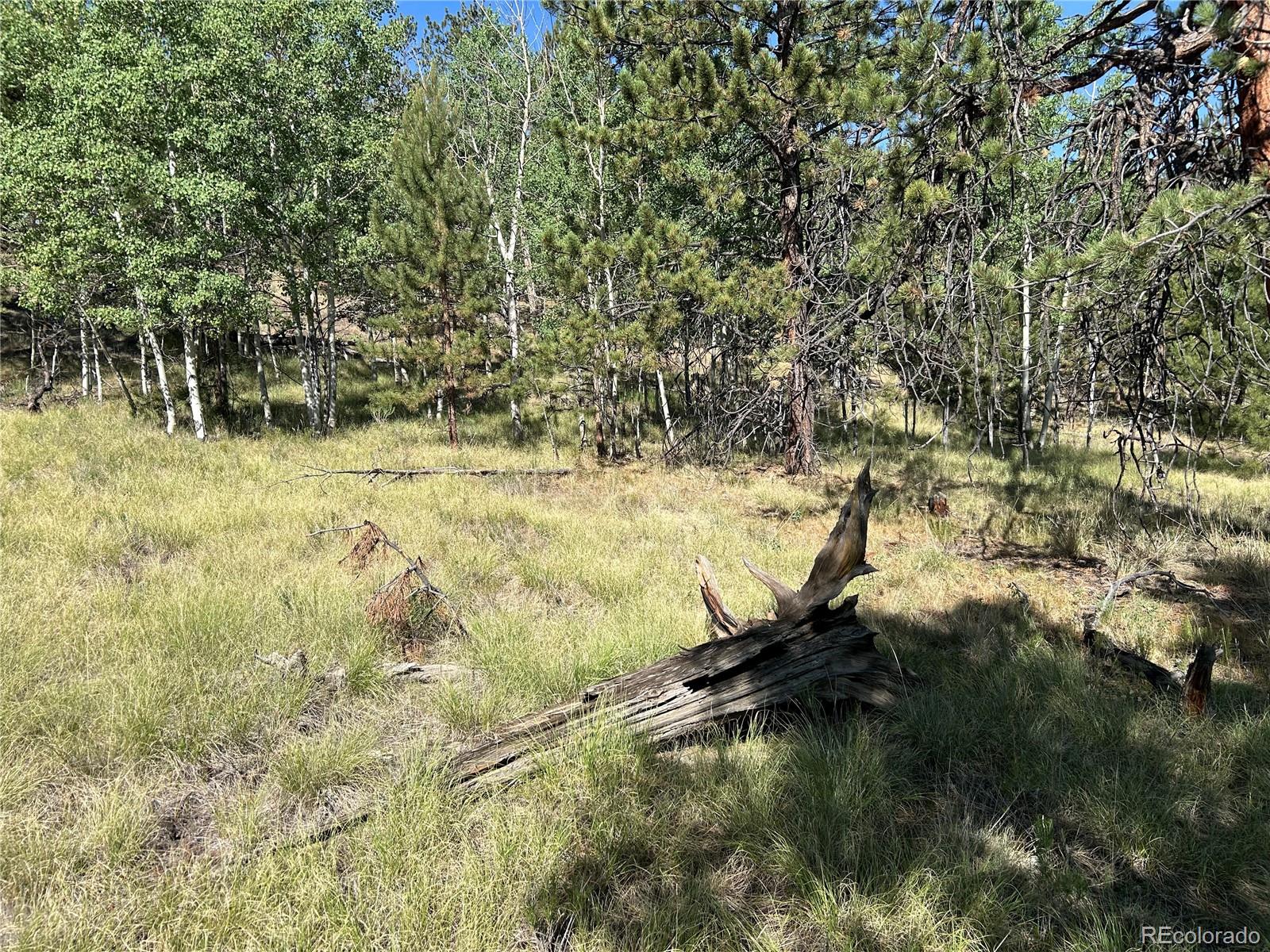 519 Hay Hook Way Hartsel, CO 80449 - Photo 11 of 13 a view of yard covered with green space
