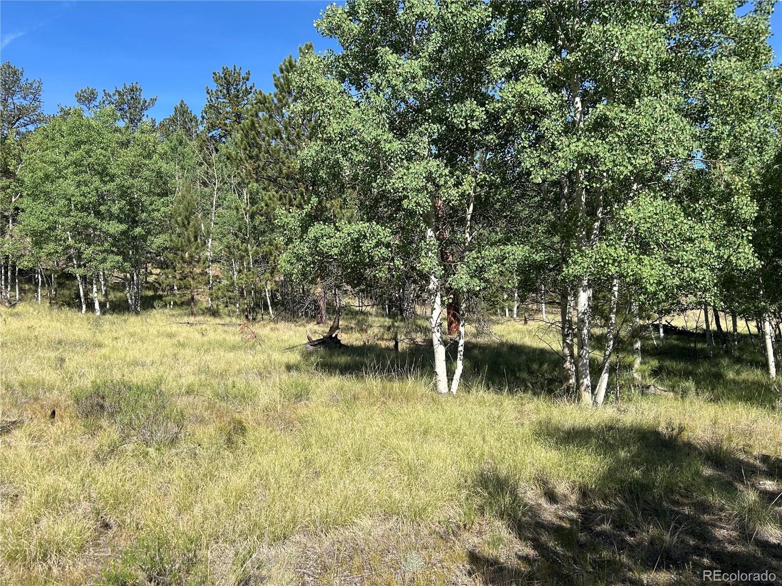 519 Hay Hook Way Hartsel, CO 80449 - Photo 7 of 13 a view of yard with green space and trees in the background
