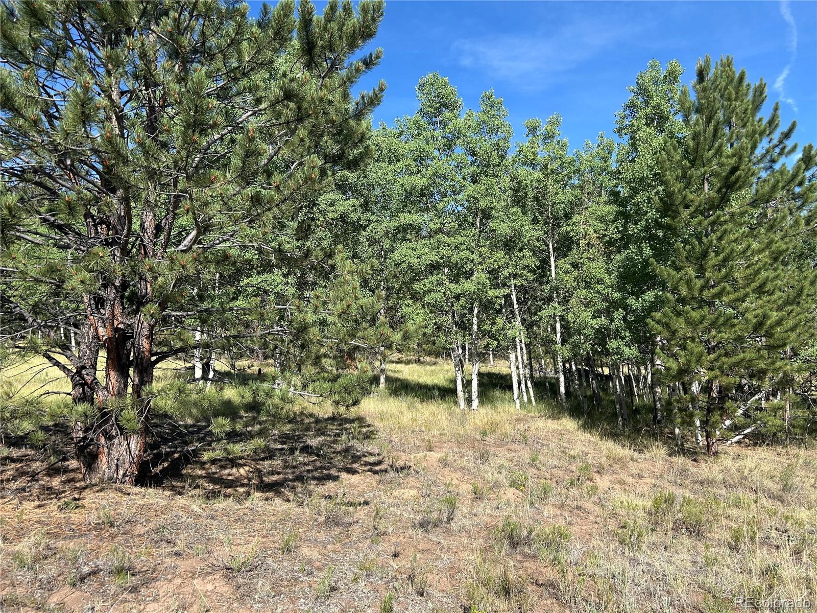519 Hay Hook Way Hartsel, CO 80449 - Photo 8 of 13 a backyard of a house with lots of green space
