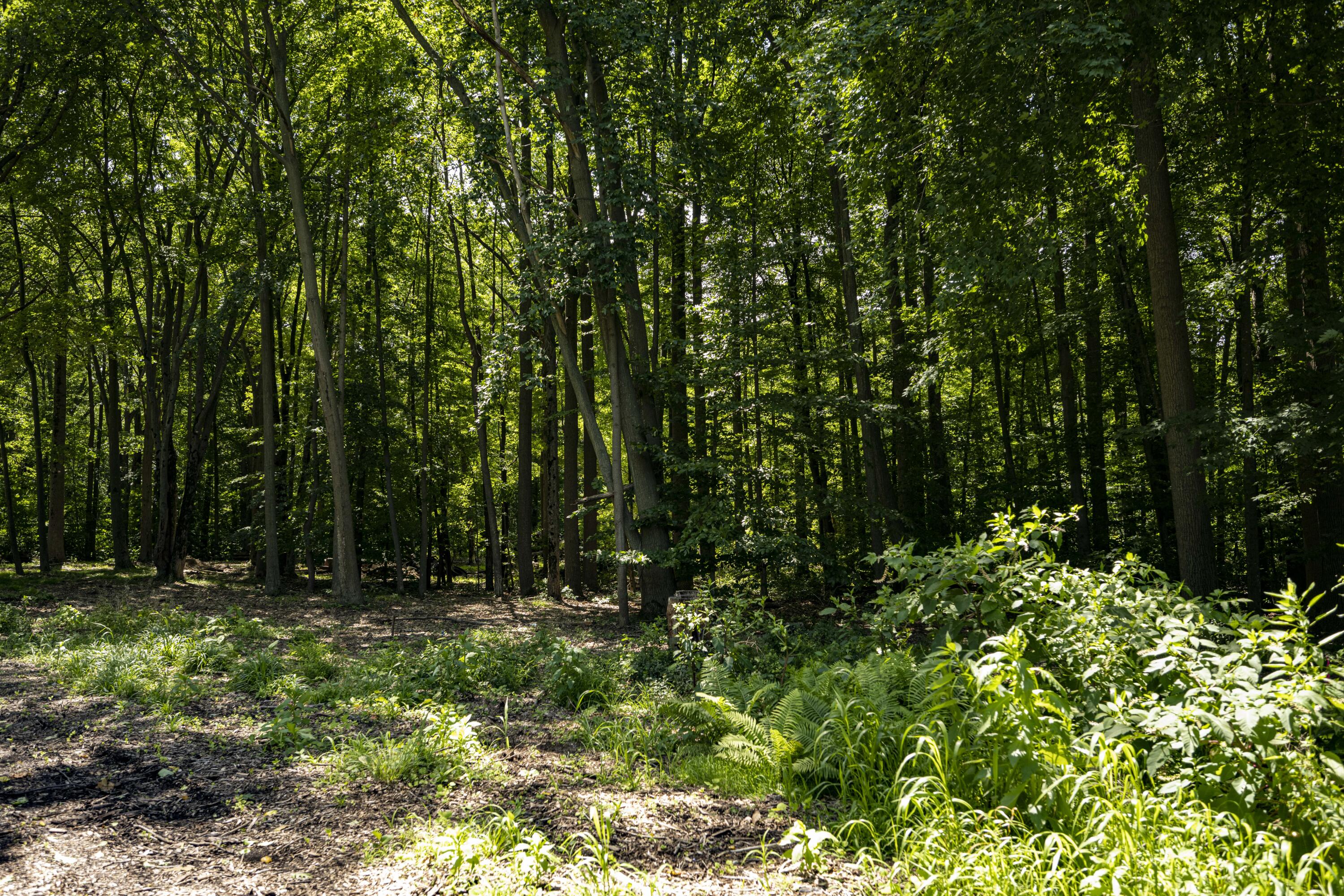 0 Youngren Road Three Oaks, MI 49128 - Photo 15 of 35 REN_9354