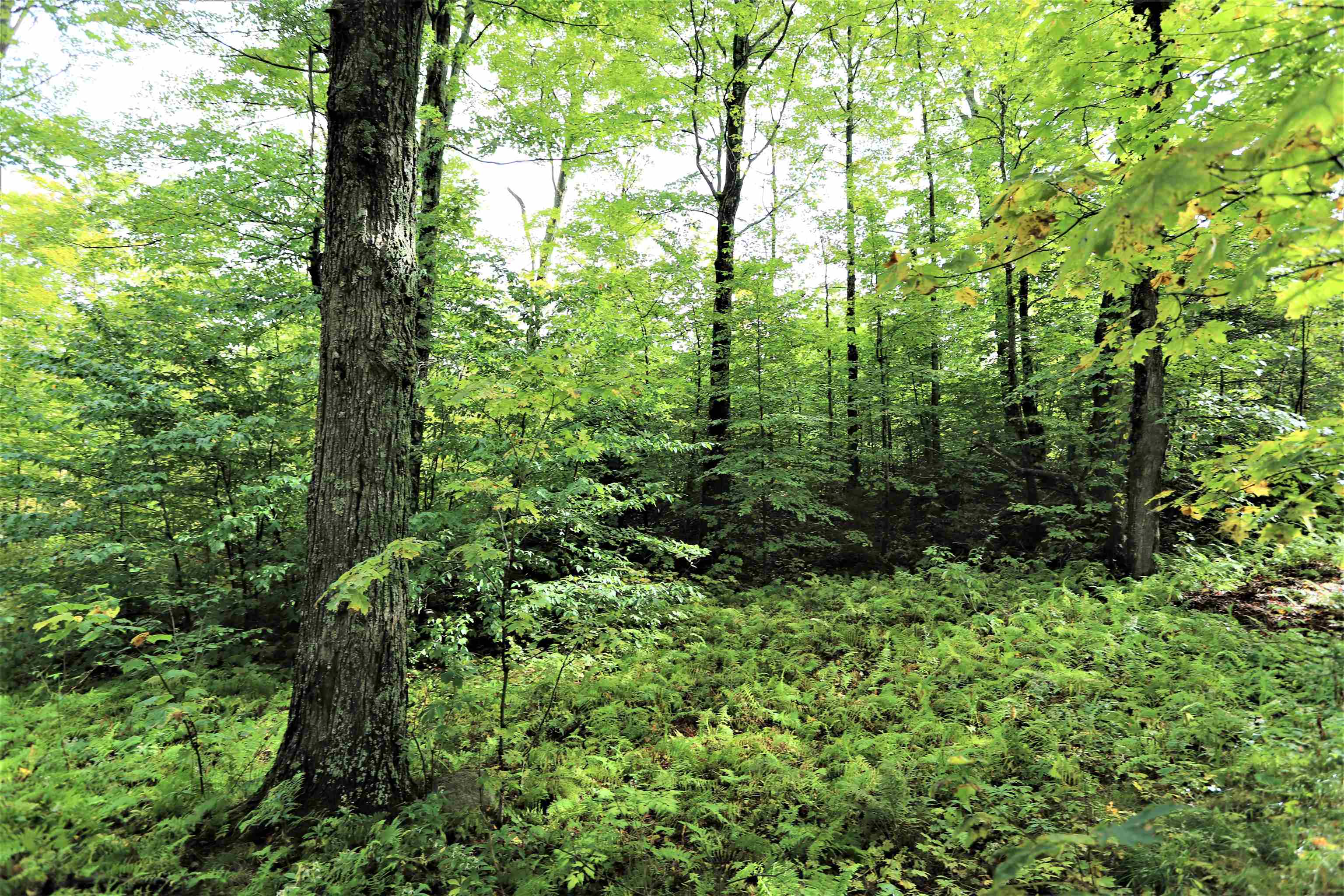 411 Maple Hill Road Holland, VT 05830 - Photo 28 of 40