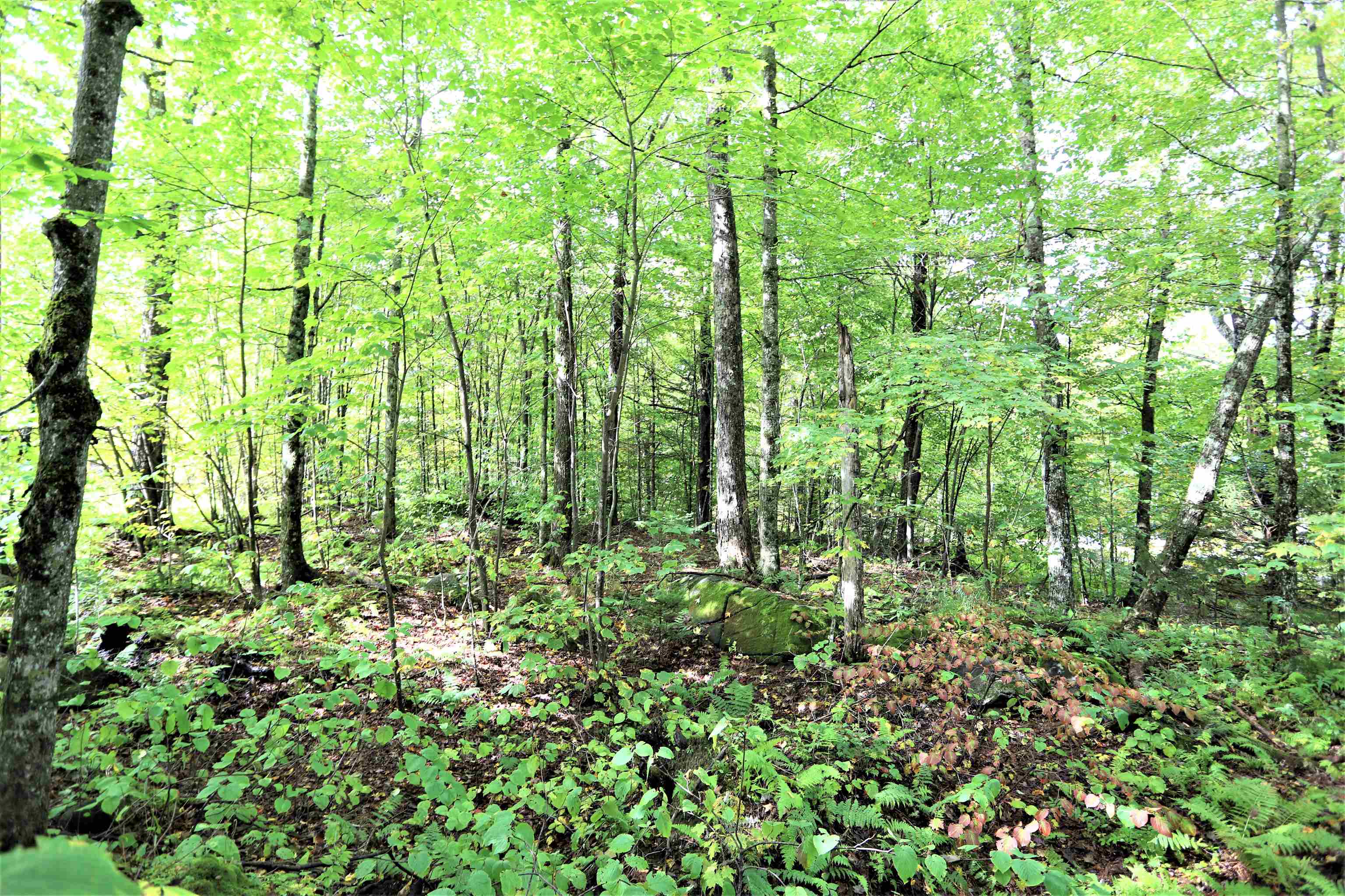 411 Maple Hill Road Holland, VT 05830 - Photo 29 of 40