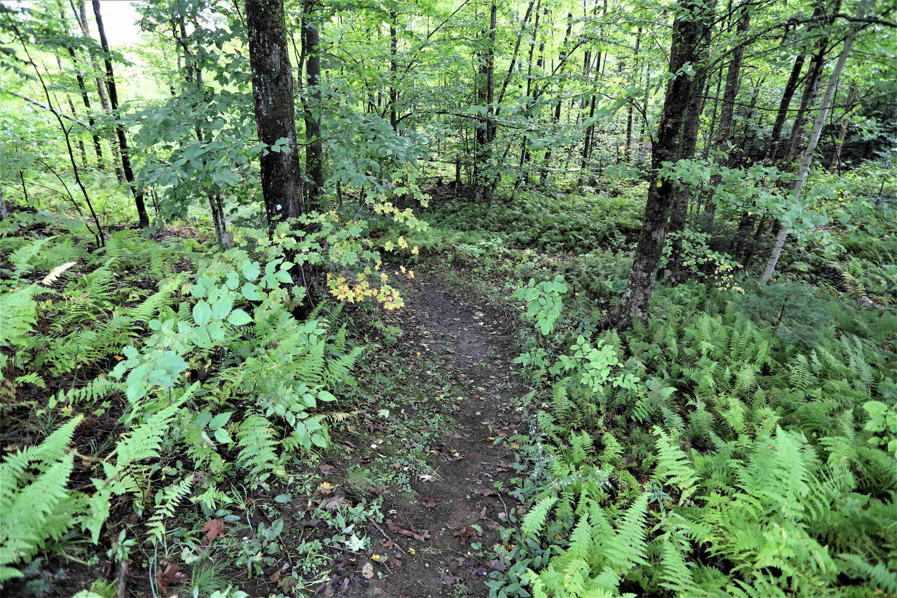 411 Maple Hill Road Holland, VT 05830 - Photo 30 of 40
