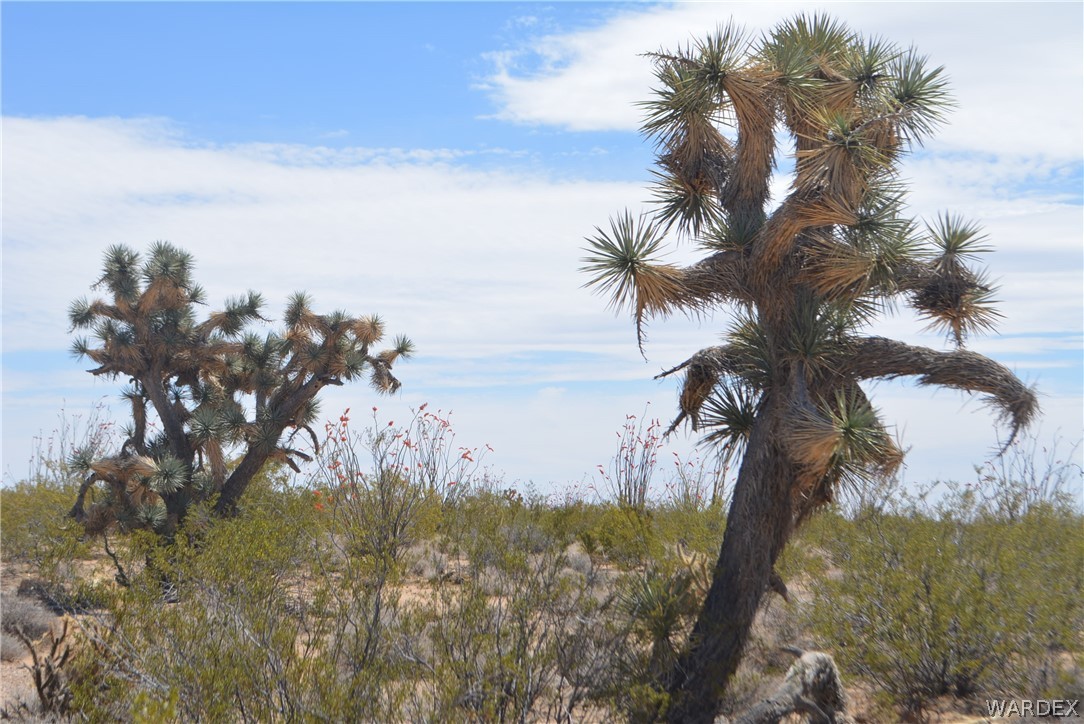 992- South Wild Bill Road Yucca, AZ 86438 - Photo 3 of 65