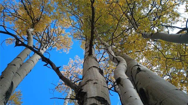 a view of swimming pool with a tree