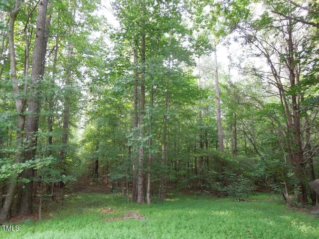 a view of a forest with trees