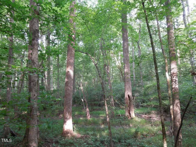 a view of forest