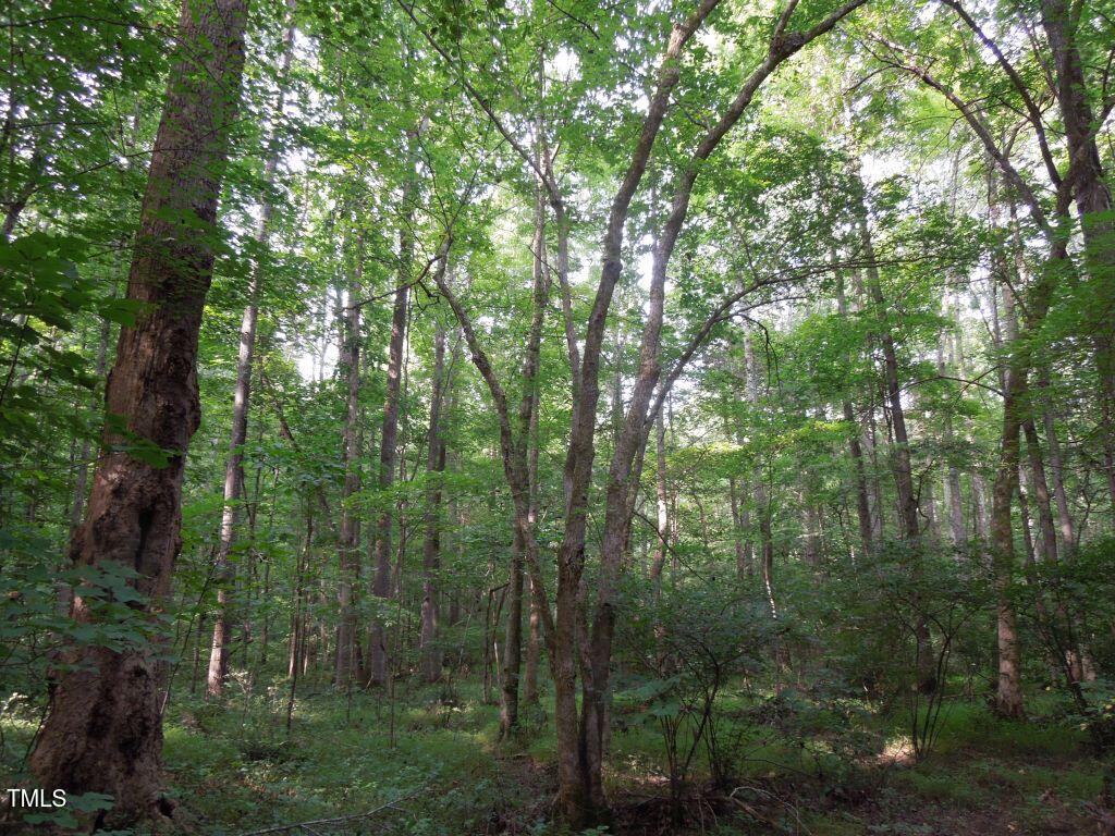 0 Noel Tuck Road Oxford, NC 27565 - Photo 4 of 18 a view of a forest with trees