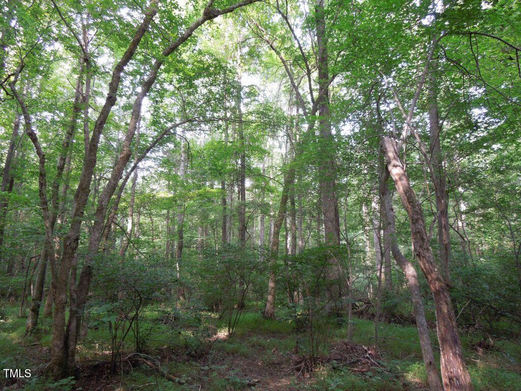 0 Noel Tuck Road Oxford, NC 27565 - Photo 5 of 18 a view of a forest with trees