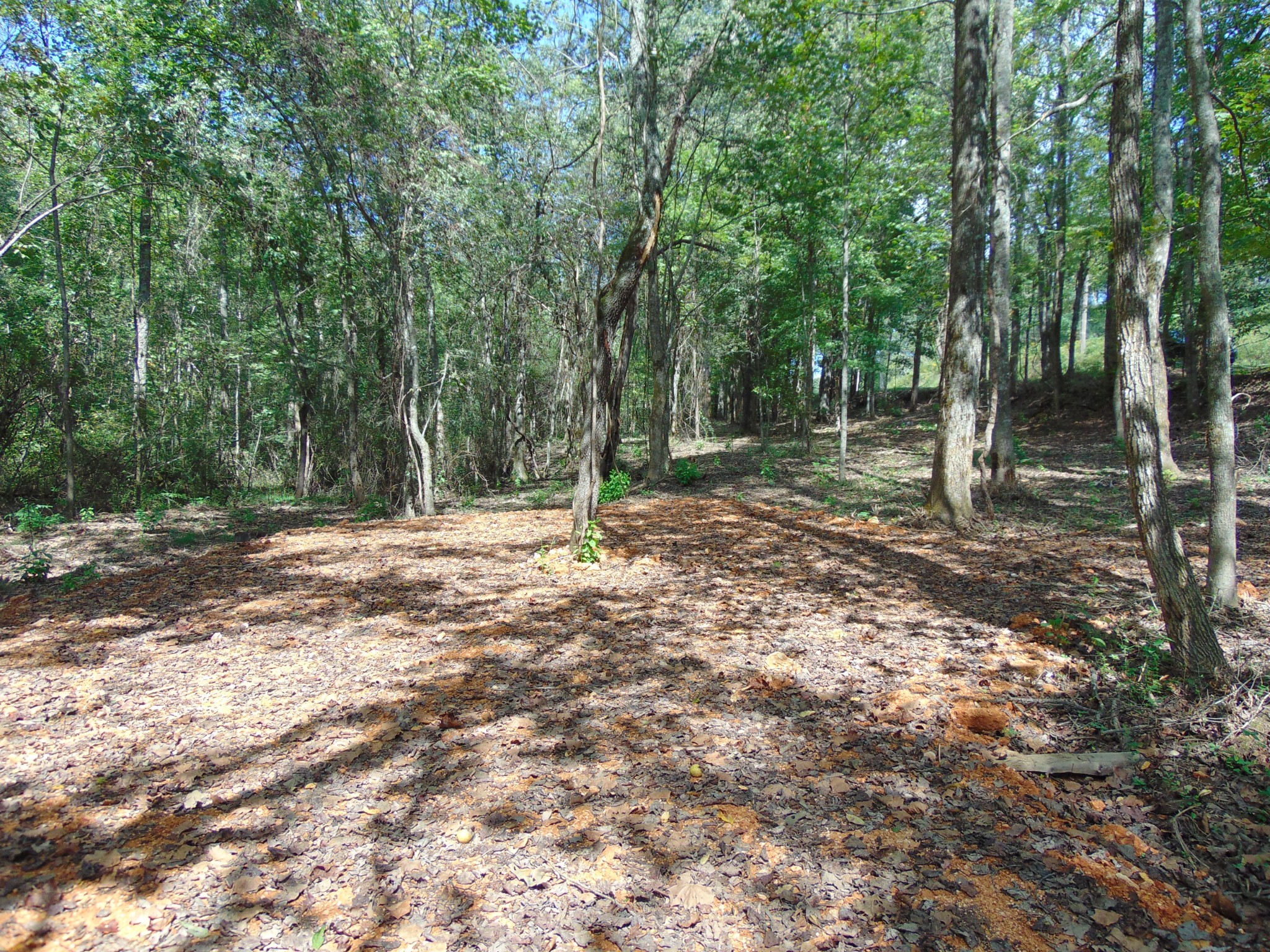 35 Alexander Springs Road Ethridge, TN 38456 - Photo 13 of 13 a backyard of a house with lots of trees