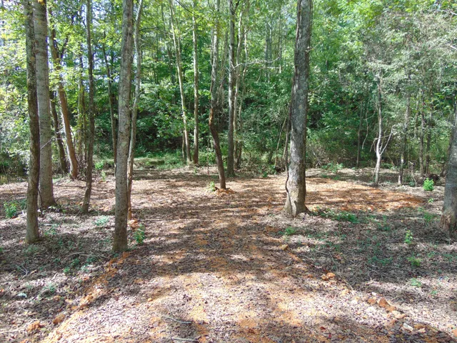 a view of outdoor space with lots of trees