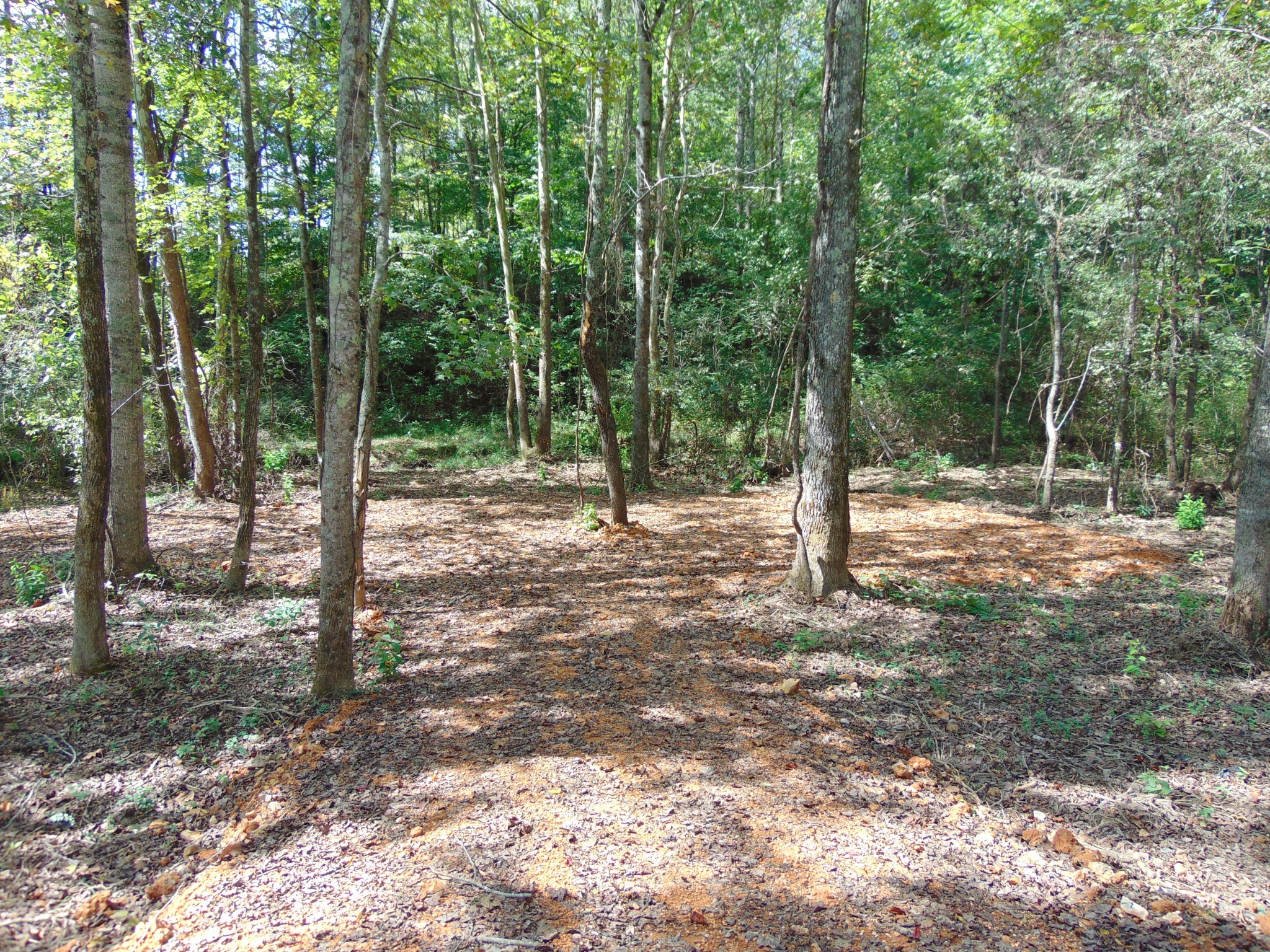 35 Alexander Springs Road Ethridge, TN 38456 - Photo 6 of 13 a view of outdoor space with lots of trees
