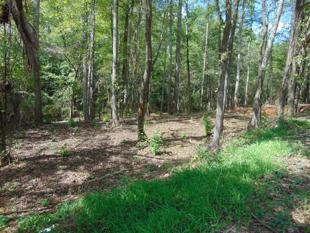 a fire pit in middle of forest