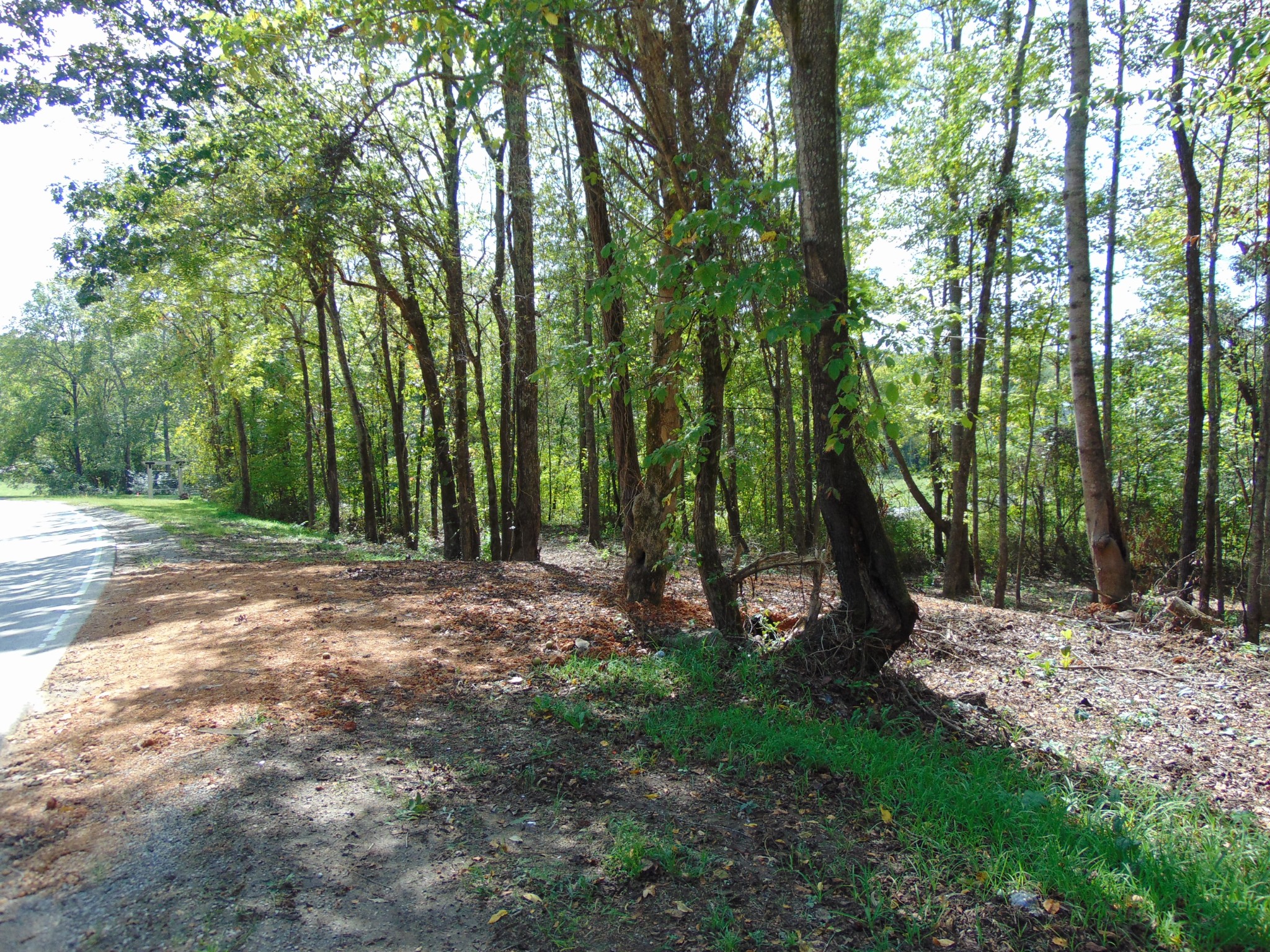 35 Alexander Springs Road Ethridge, TN 38456 - Photo 9 of 13 a view of outdoor space with trees