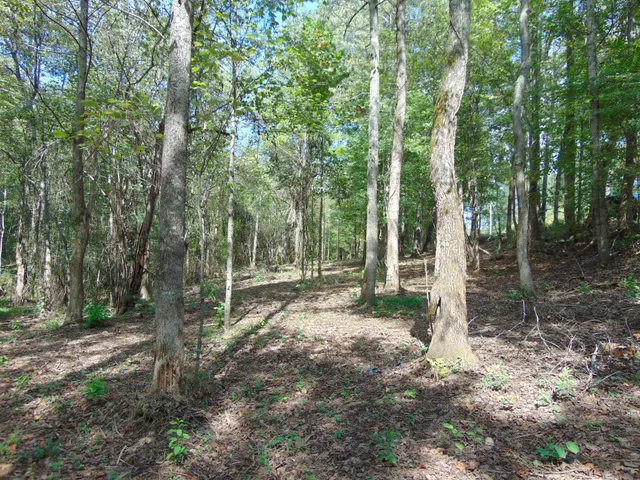 a view of a forest with trees in the background