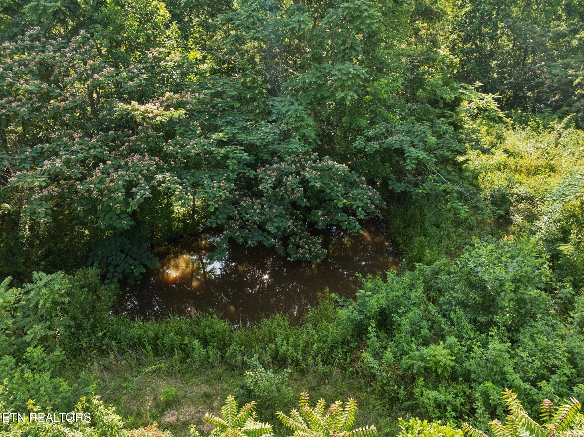 378 Johnson Hollow Road New Tazewell, TN 37825 - Photo 3 of 12 POND ON PROPERTY