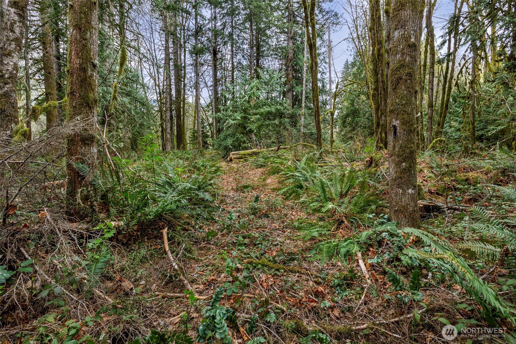 -xx Cascade River Road Marblemount, WA 98267 - Photo 8 of 17