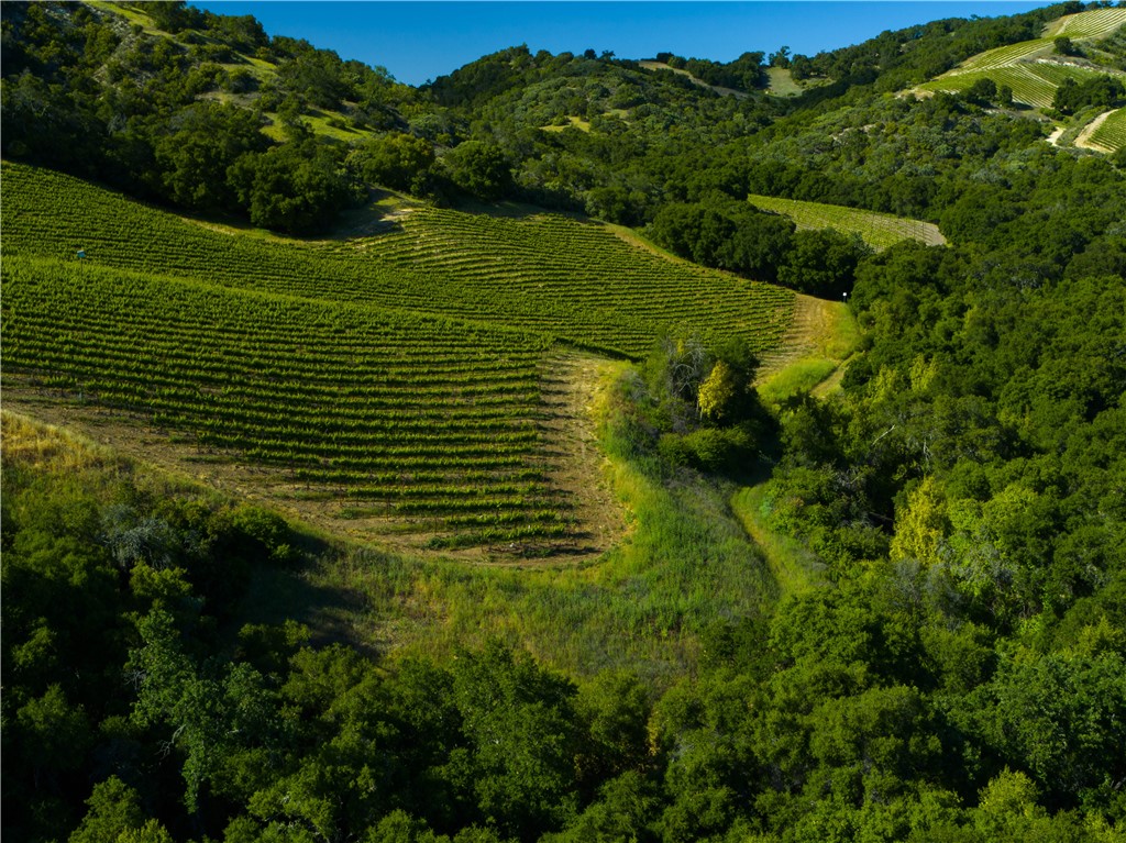 0 Adelaida Road Paso Robles, CA 93446 - Photo 11 of 36 a view of a lush green forest with lots of trees