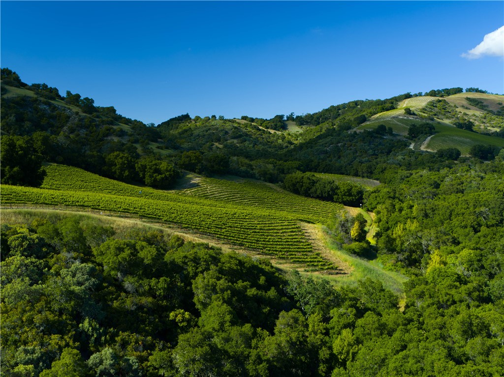 0 Adelaida Road Paso Robles, CA 93446 - Photo 4 of 36 a view of a grassy field with an trees
