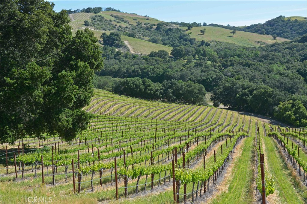 0 Adelaida Road Paso Robles, CA 93446 - Photo 7 of 36 a view of lush green forest