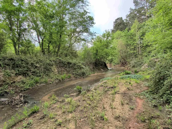a view of a yard with plants and trees