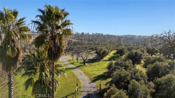 a view of a trees in a yard