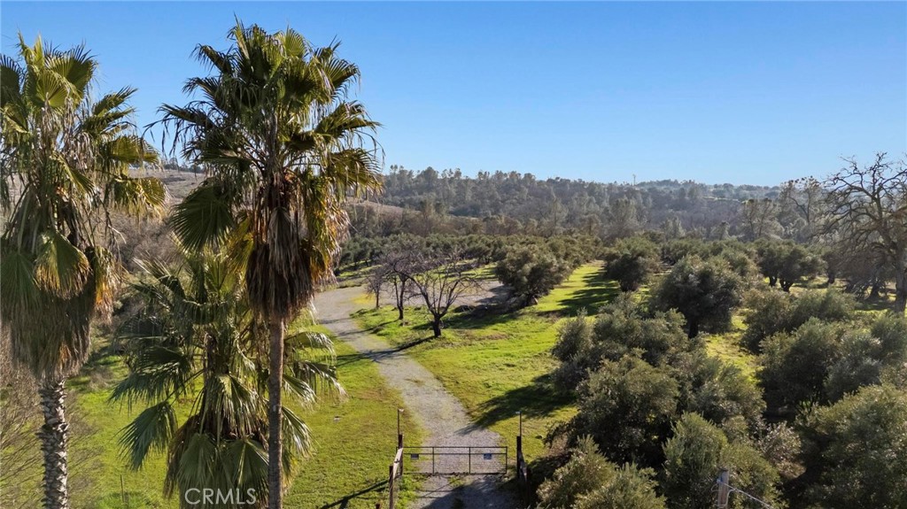 7300 Lower Wyandotte Road Oroville, CA 95966 - Photo 4 of 19 a view of a trees in a yard
