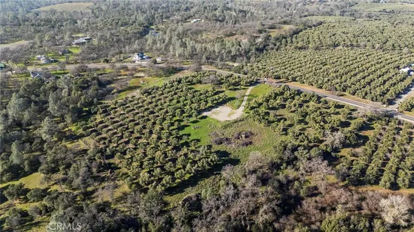 a close up of a plant in a garden
