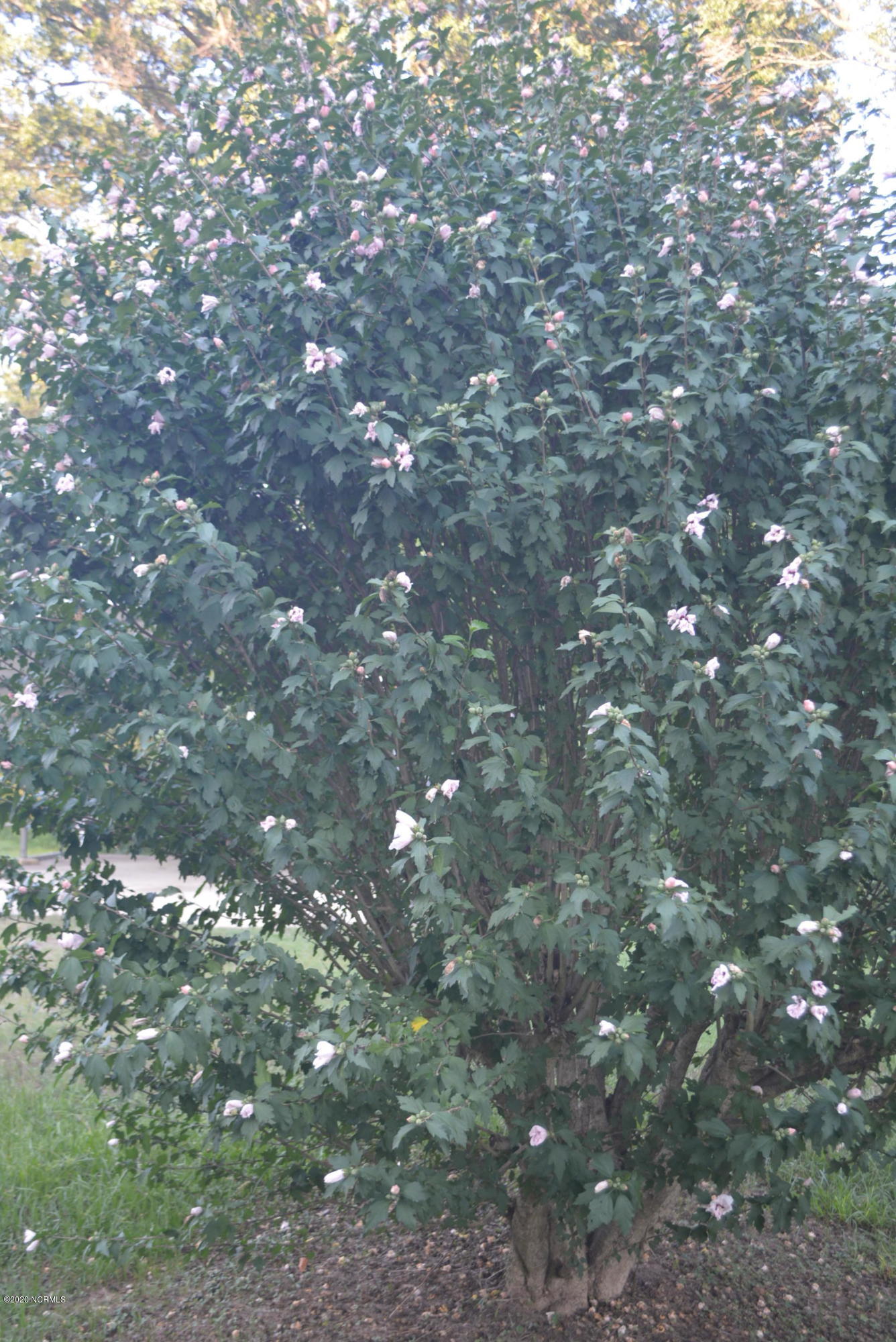103 Northeast Street Spring Hope, NC 27882 - Photo 29 of 29 DSC_0634