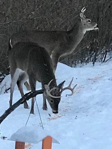 $375,000 | 29050 Wilderness Trail, Sturgis, MI 49091