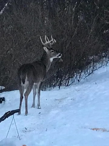 $375,000 | 29050 Wilderness Trail, Sturgis, MI 49091