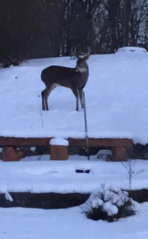 $375,000 | 29050 Wilderness Trail, Sturgis, MI 49091