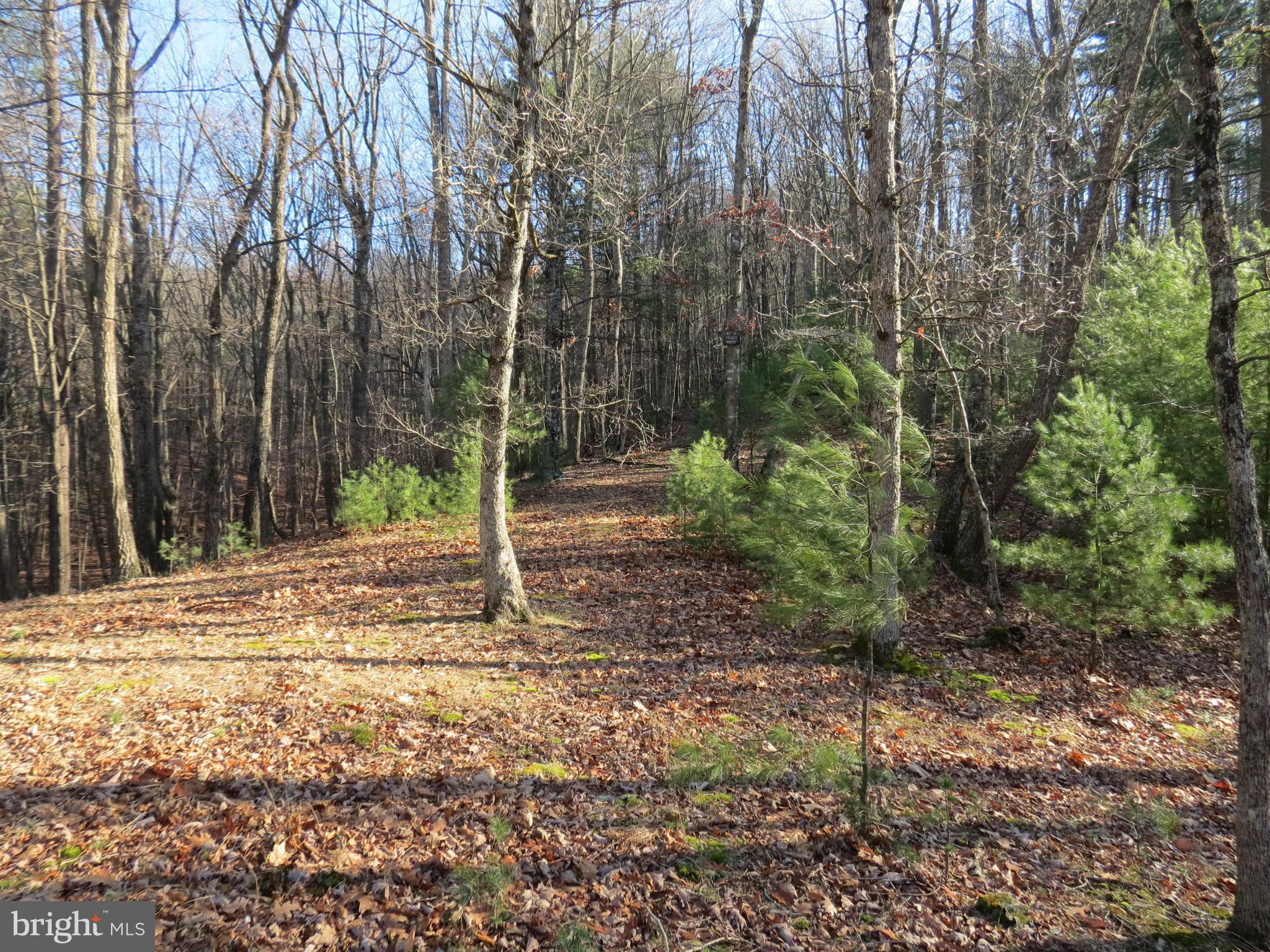 10 Cedarwood Drive Road Mathias, WV 26812 - Photo 11 of 11 a view of a tree in the middle of a yard