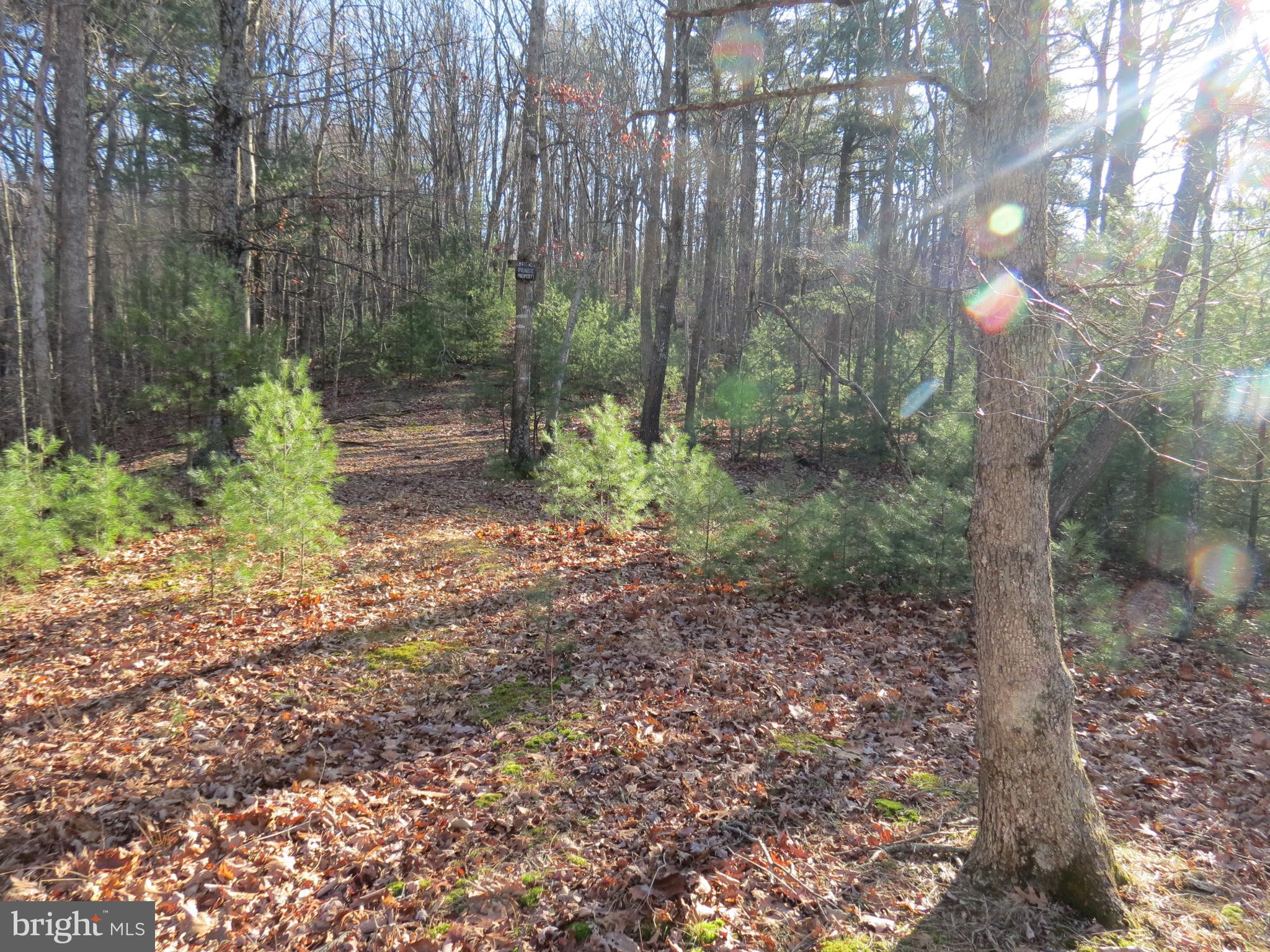 10 Cedarwood Drive Road Mathias, WV 26812 - Photo 3 of 11 a view of a forest