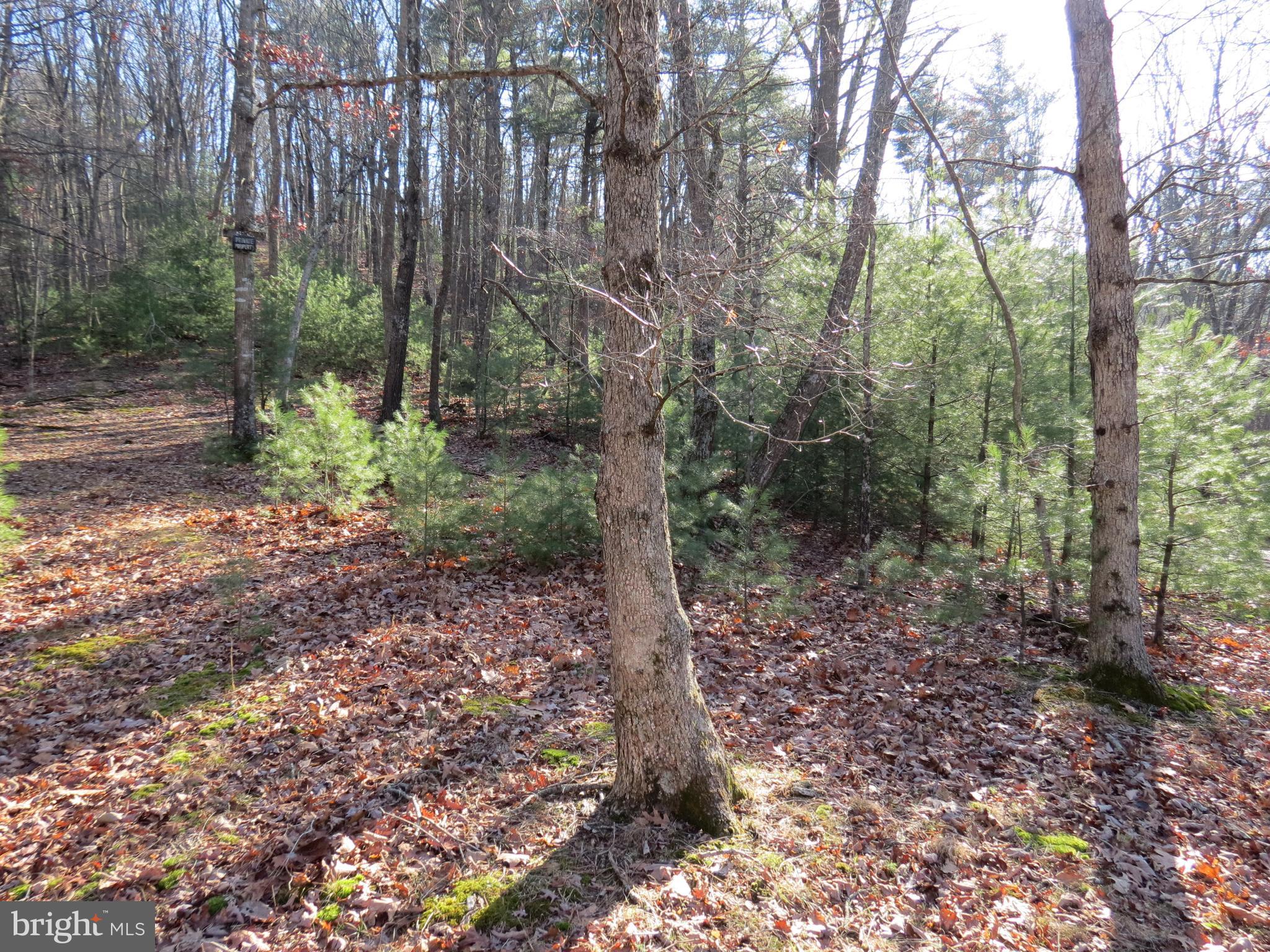 10 Cedarwood Drive Road Mathias, WV 26812 - Photo 4 of 11 a view of a forest filled with trees