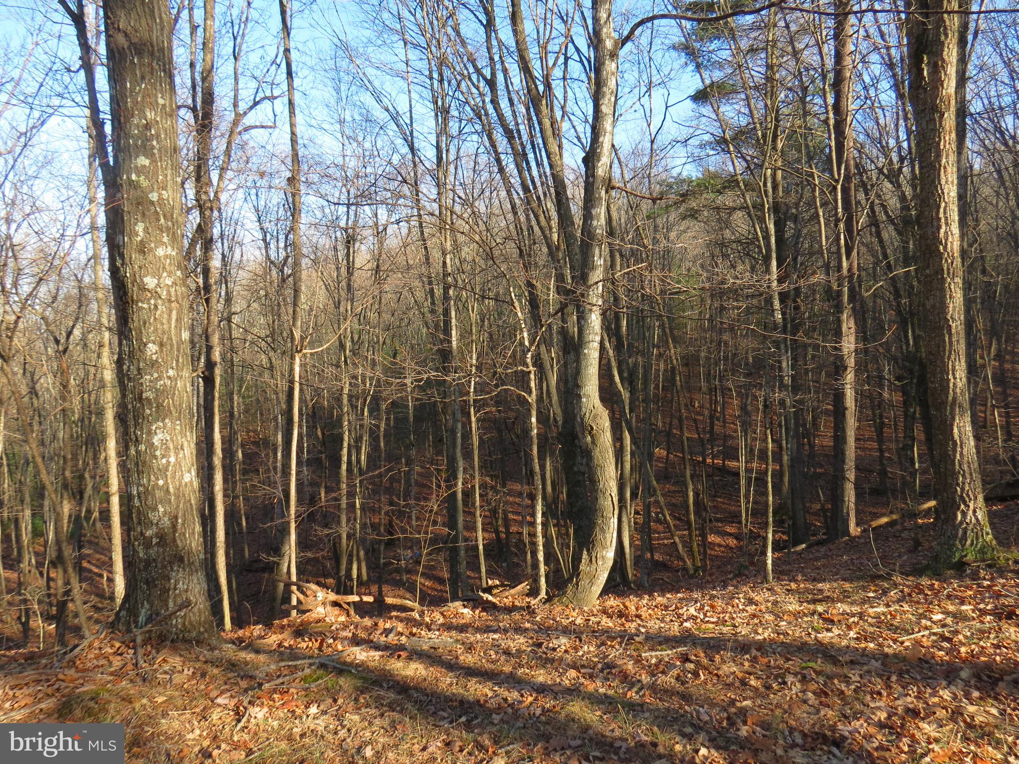 10 Cedarwood Drive Road Mathias, WV 26812 - Photo 6 of 11 a view of a door with a tree