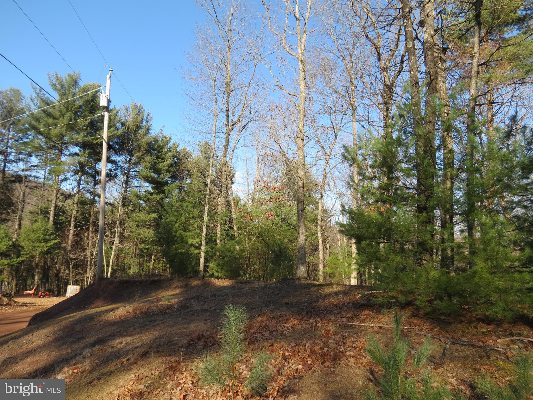 10 Cedarwood Drive Road Mathias, WV 26812 - Photo 8 of 11 a view of a forest filled with trees