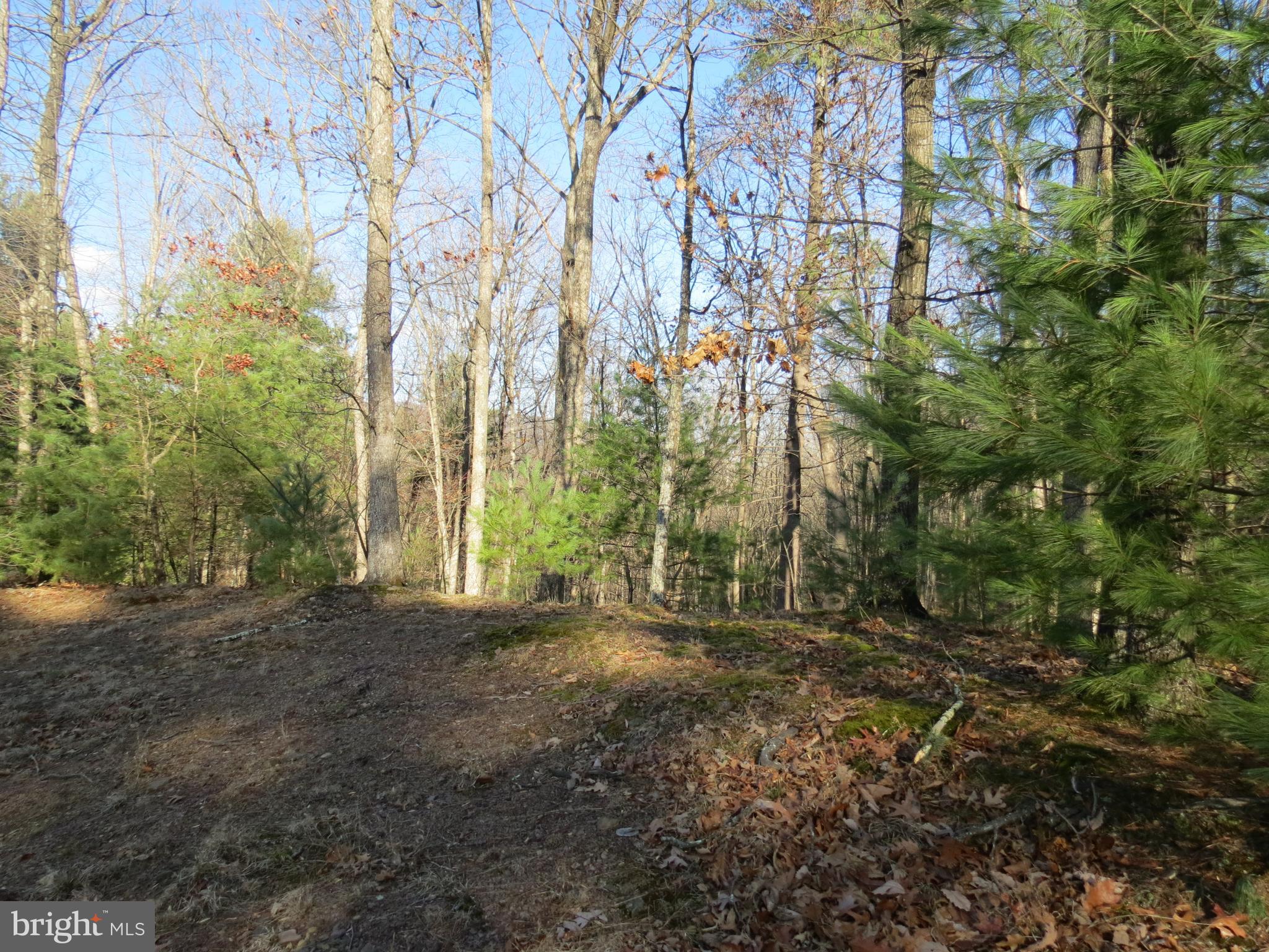 10 Cedarwood Drive Road Mathias, WV 26812 - Photo 10 of 11 a view of large trees with lots of trees