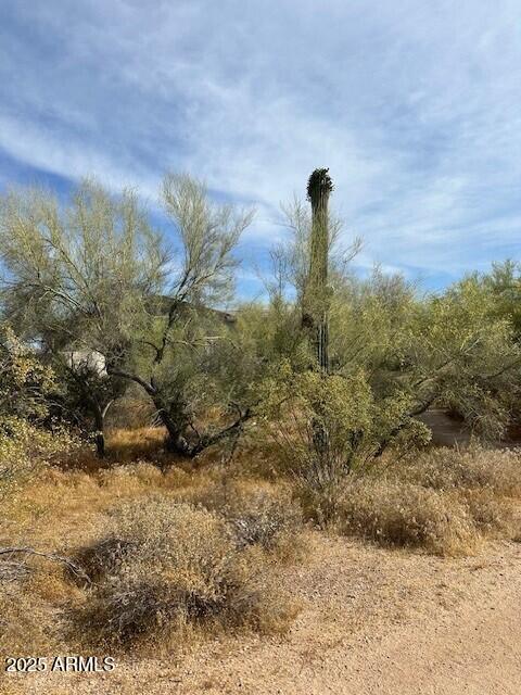 5536 East Woodstock Road, Unit 10 Cave Creek, AZ 85331 - Photo 2 of 4 a close up of a tall trees in a field